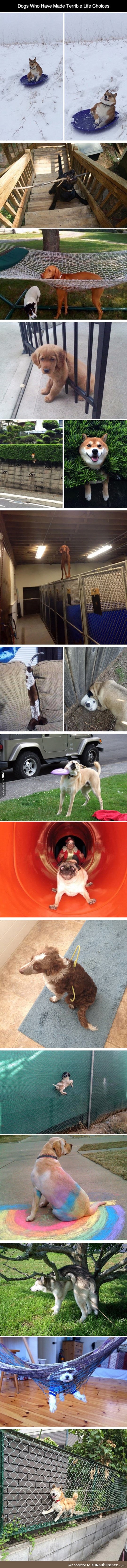 Dogs and their terrible life choices