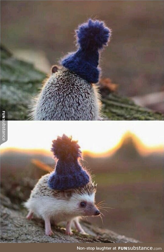 A hedgehog in a little beanie