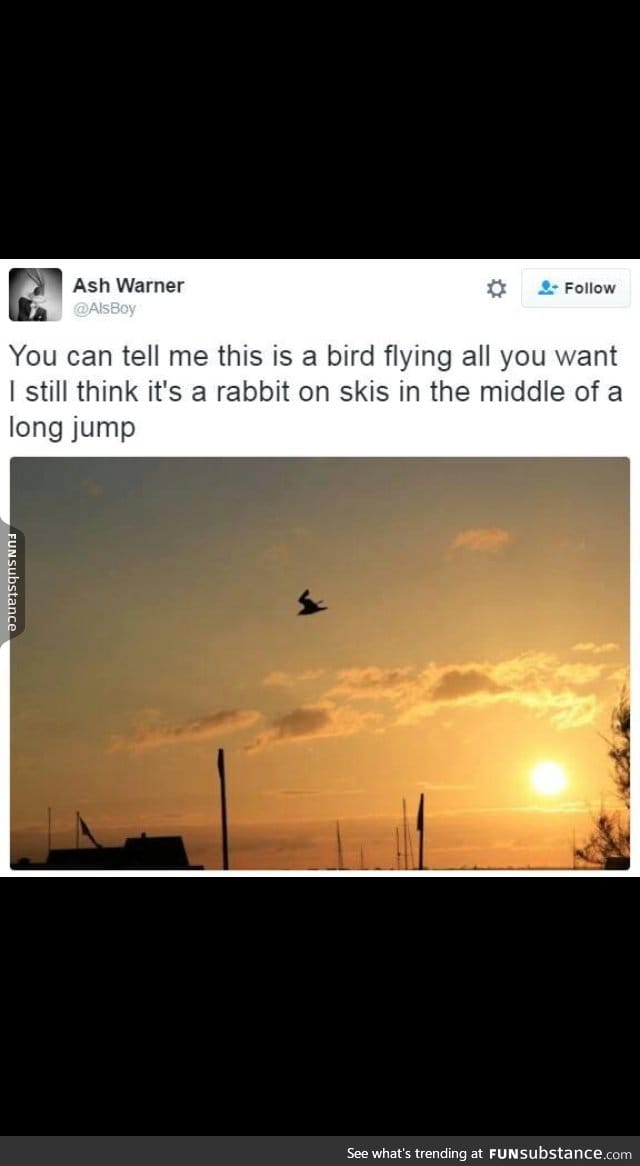 Who said rabbits can't fly