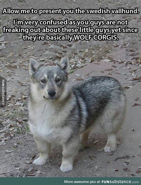 Swedish Vallhund