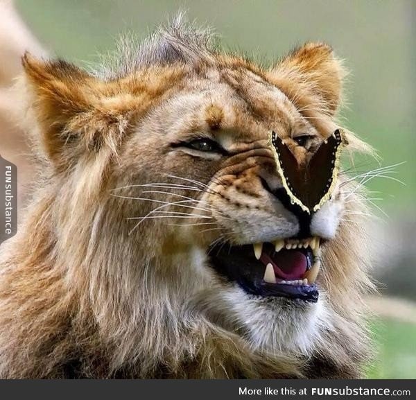 Lion vs Butterfly