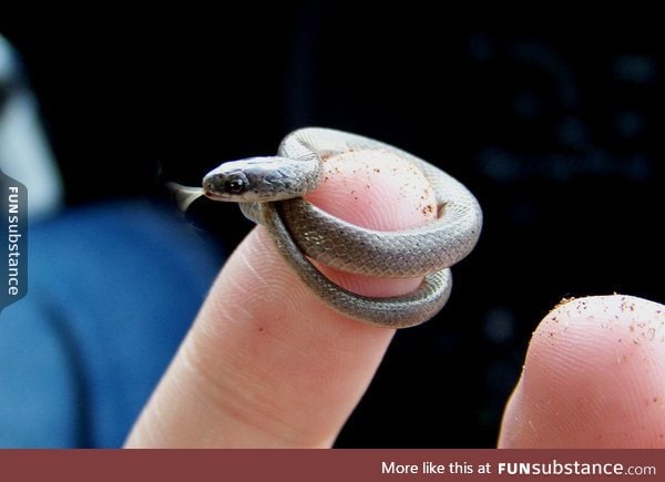 What is this, a danger noodle for ants?