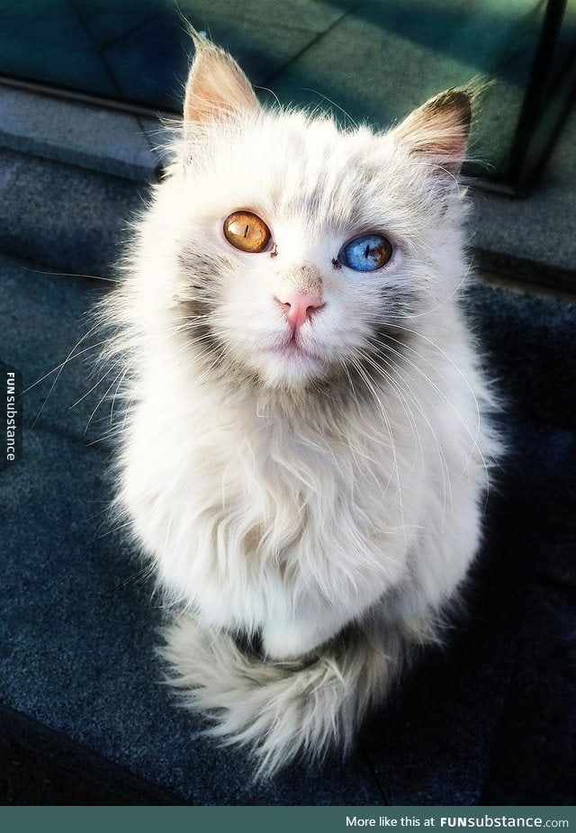 This cat has heterochromia too!