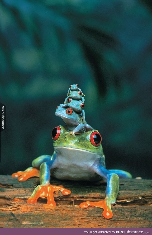 A Red Eyed Tree Frog with her children