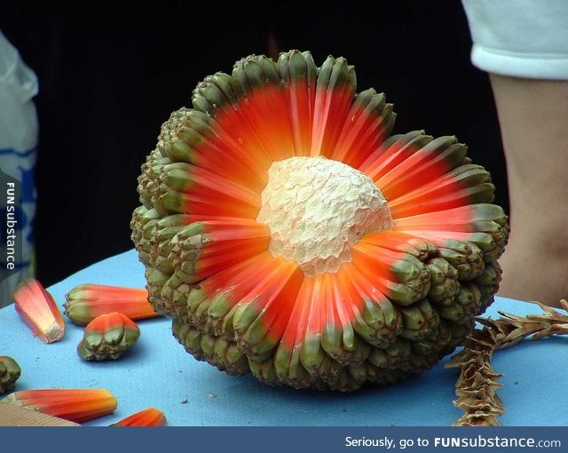 The amazing Hala fruit