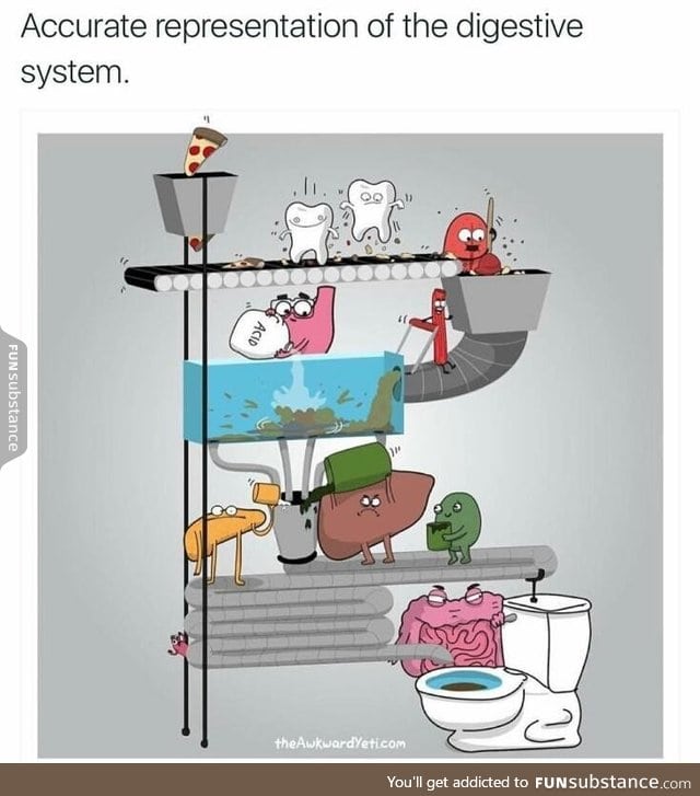 Digestive system