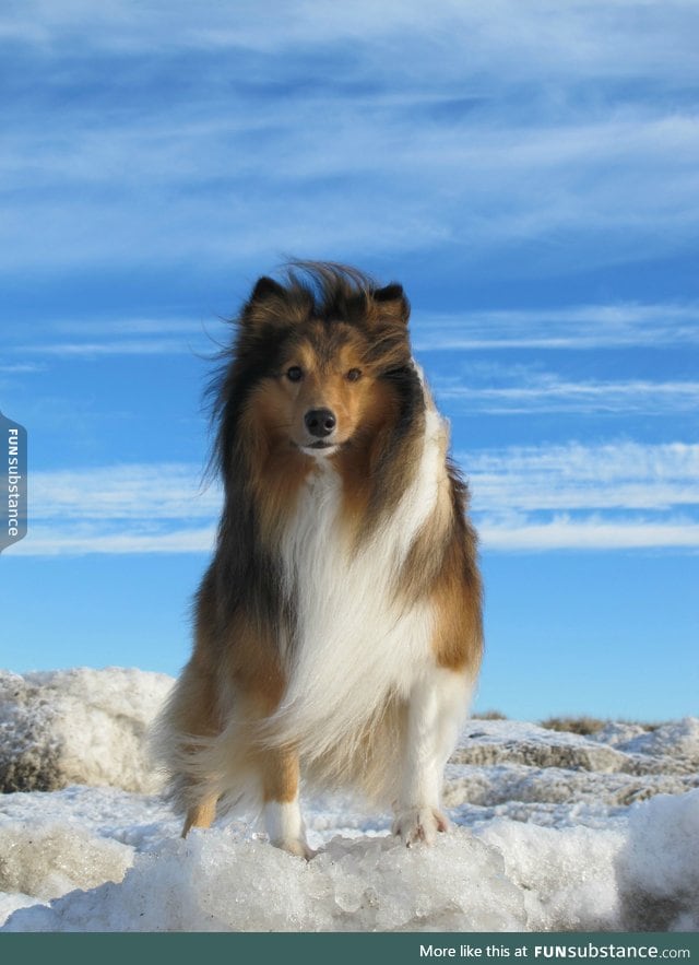 Ridiculously photogenic shetland sheepdog