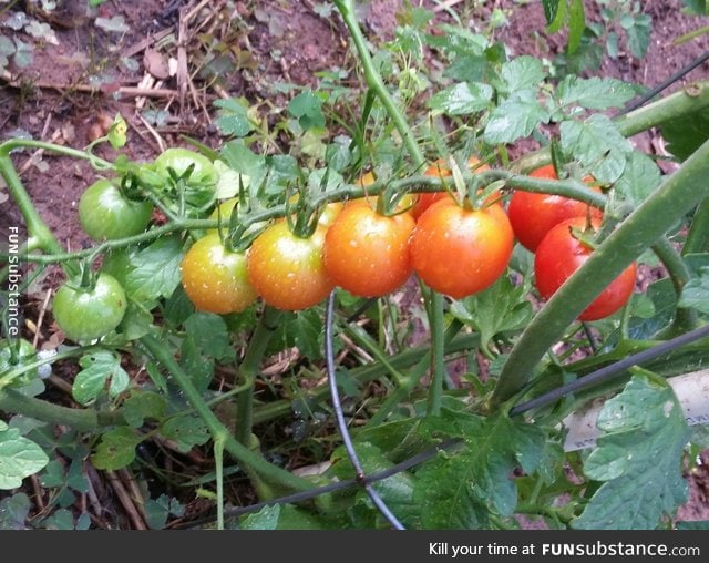 The way cherry tomatoes ripen in line on the vine