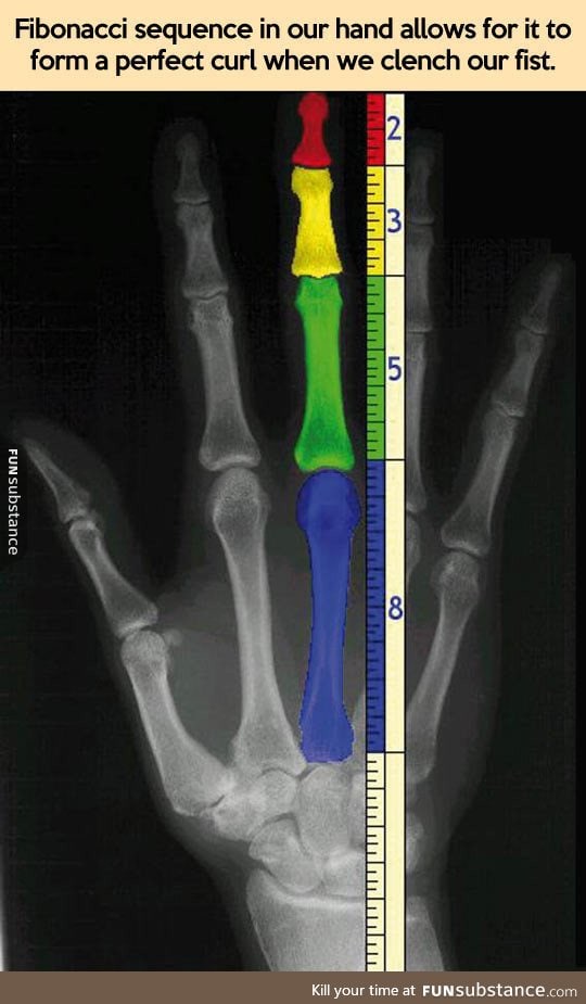 Our hands and the fibonacci sequence