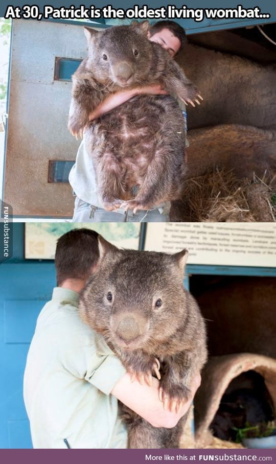 Also the biggest wombat on earth