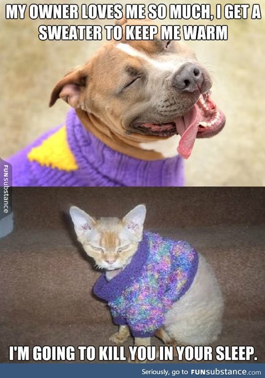 How our pets react to sweaters