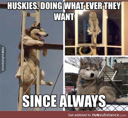 Truth about huskies