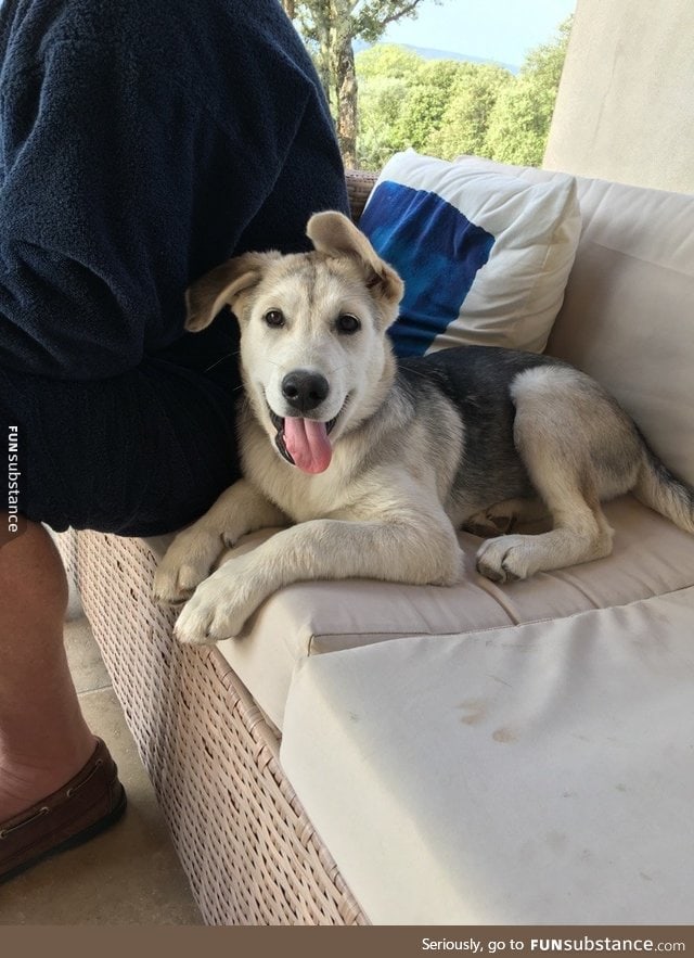 Half husky and half golden retriever