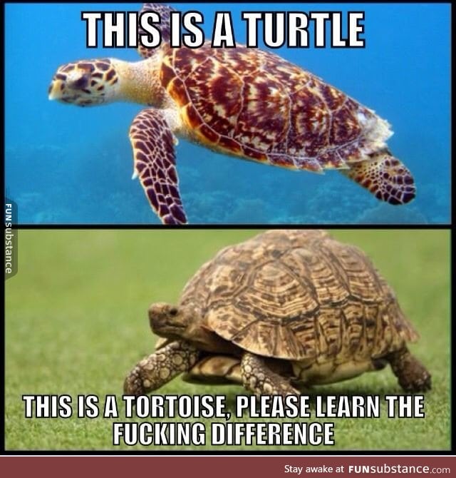 Turtle vs tortoise