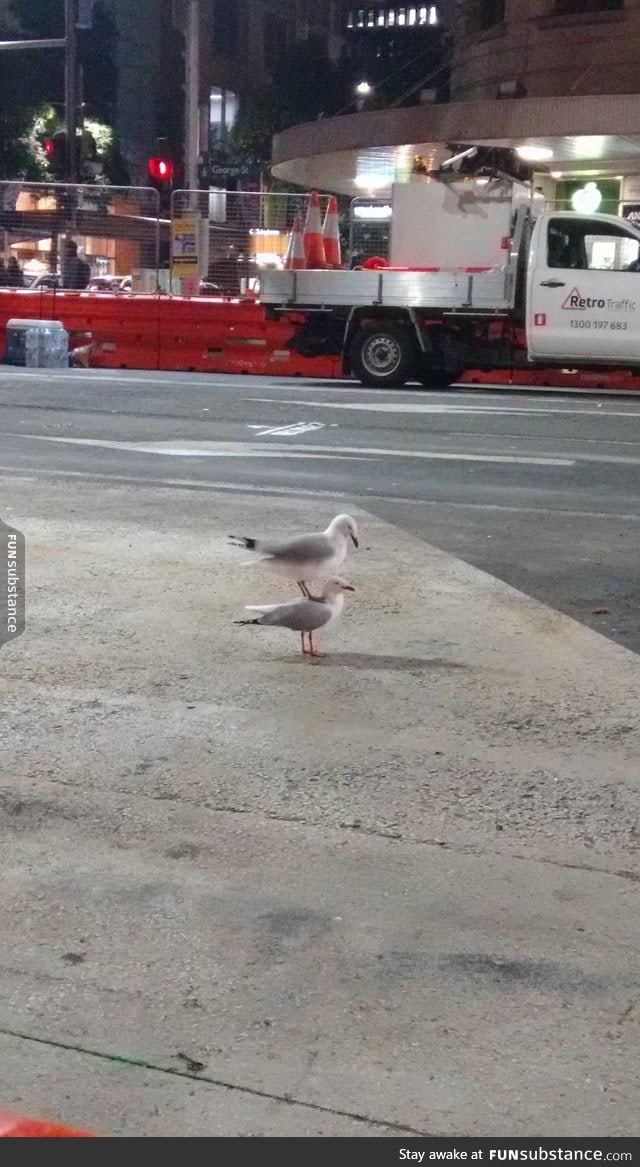 Just a seagull standing on top of another seagull