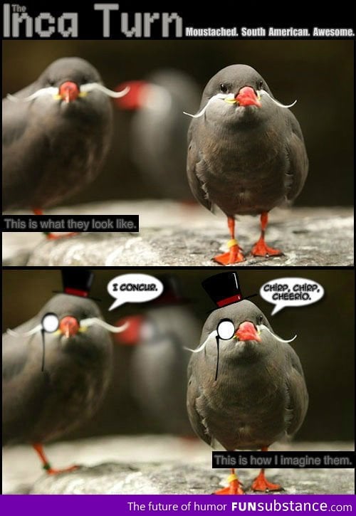 Birds like a sir