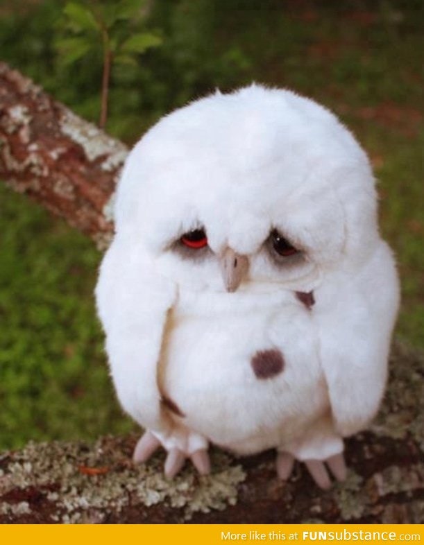 Sad Owl