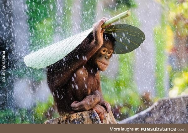 Orangutan covering itself from the rain