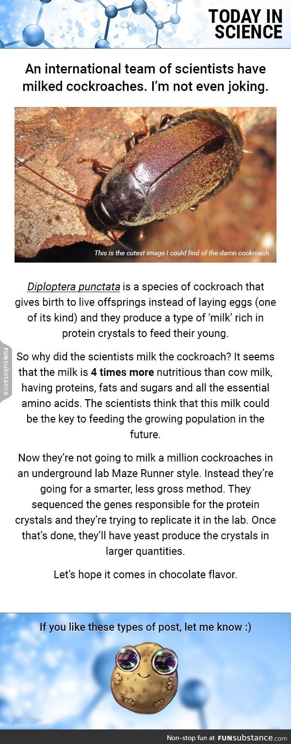 Today in Science: c*ckroach milk