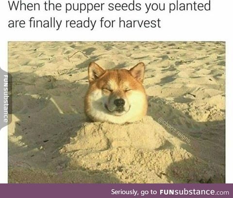 We have some good doge this year