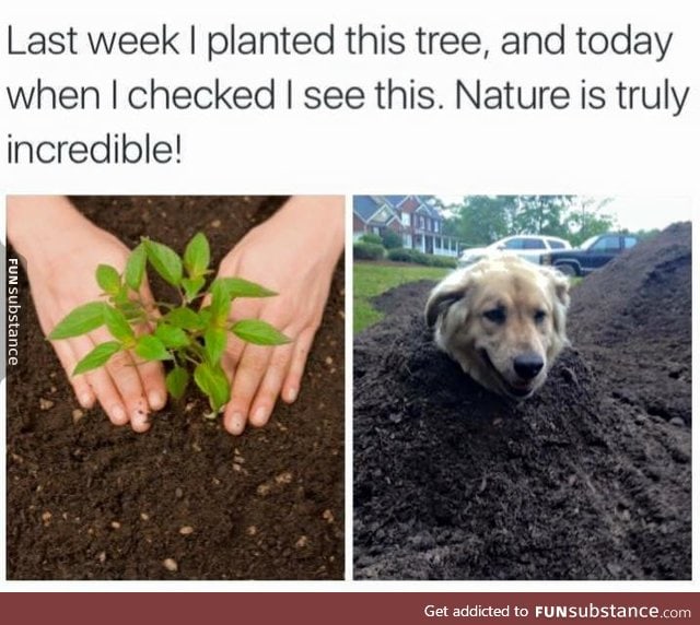 doggo do a grow