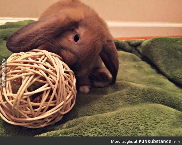 bunner with big floofs does a chewy