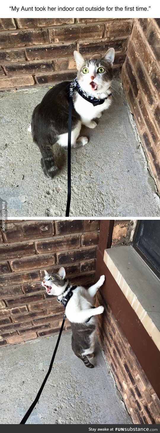 Cat sees outdoor for the first time