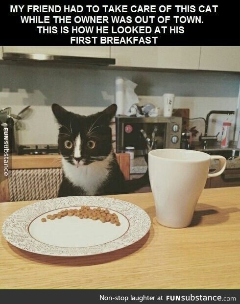 Cat breakfast