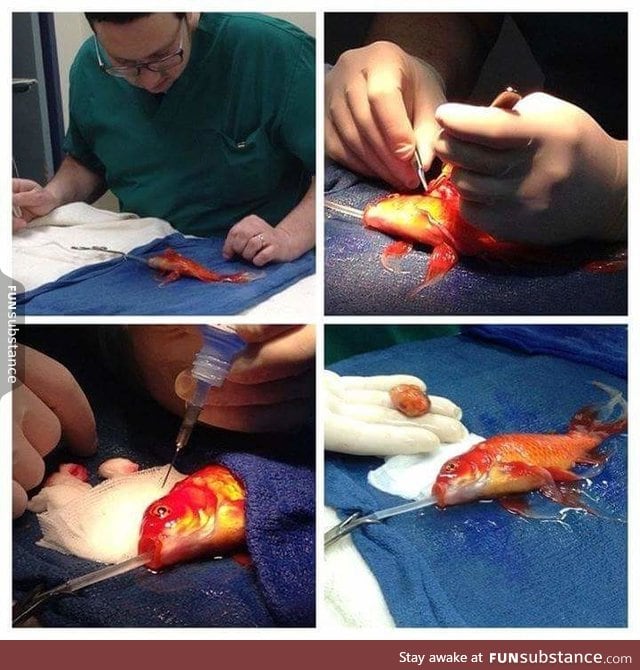 An Australian couple took their 10 year old goldfish to the vet, who removed a grape