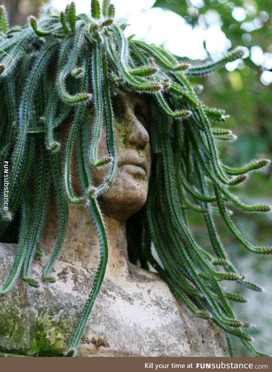 Medusa