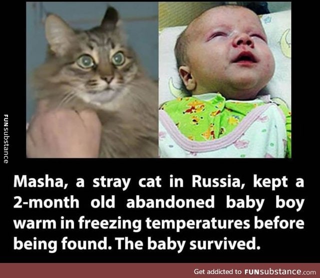 Good cat saved a baby