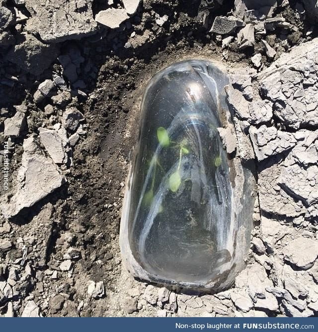 Plants growing under a glass jug in the desert