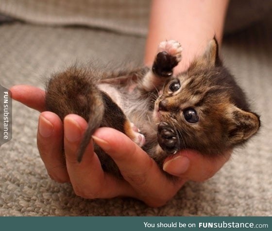 This kitten is a handful!