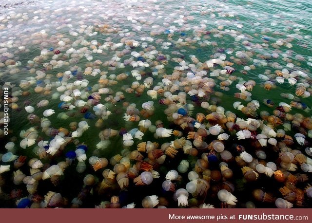 Jellyfish bloom