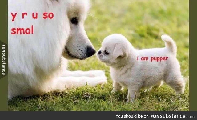 I are smol pupper