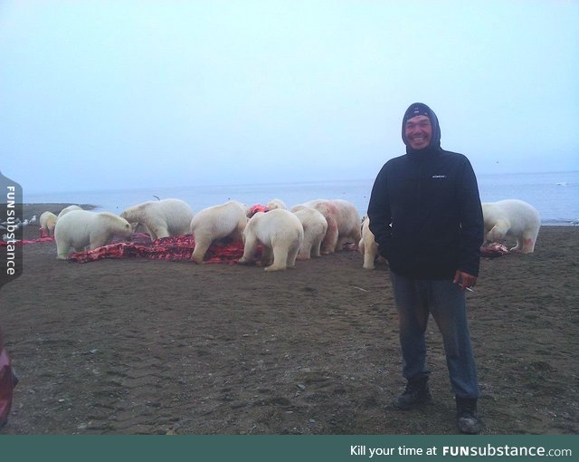 Man stands in front of 12 Polar Bears eating a stranded Whale in Alaska