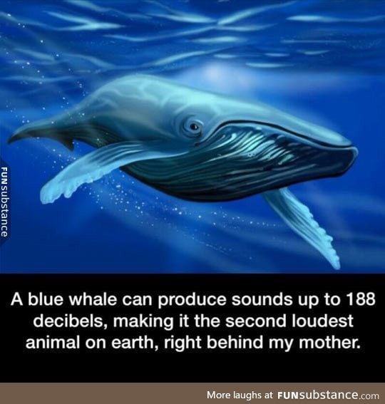 The loudest animal on earth