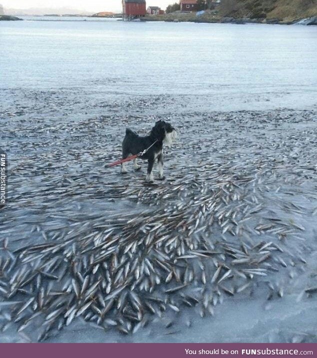 In Norway, a large school of fish was frozen just under the water's surface