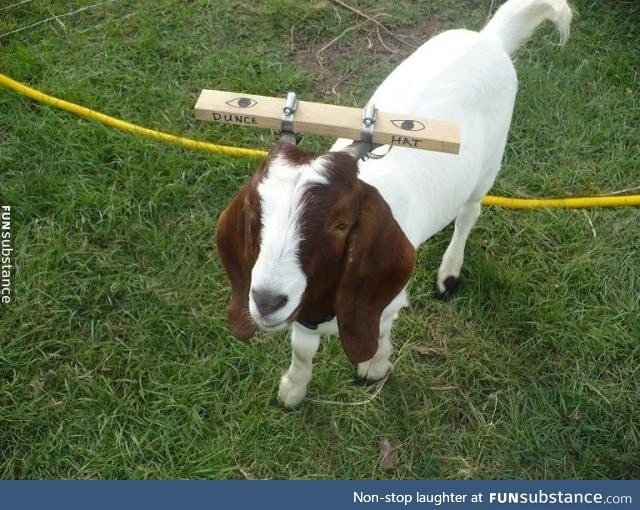 A farmer's goat kept getting his head stuck in a fence. Here's his solution