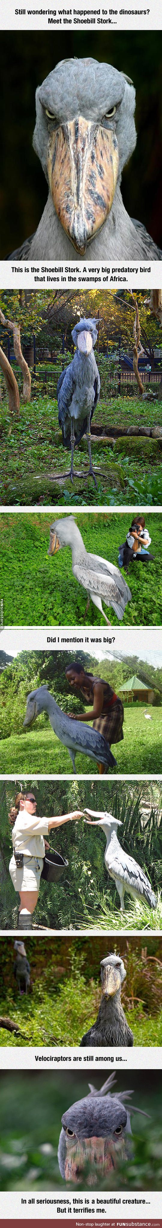 Meet the shoebill stork