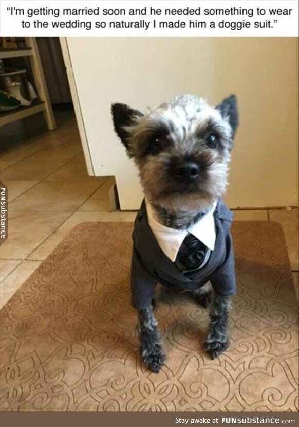 Gentlemen dog