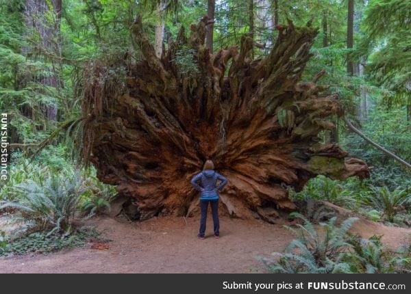 Redwood roots