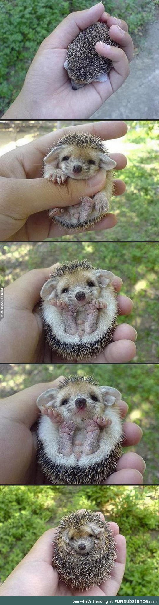 I need this baby hedgehog in my life