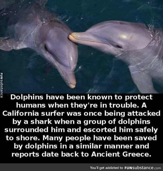 Good guy, dolphin