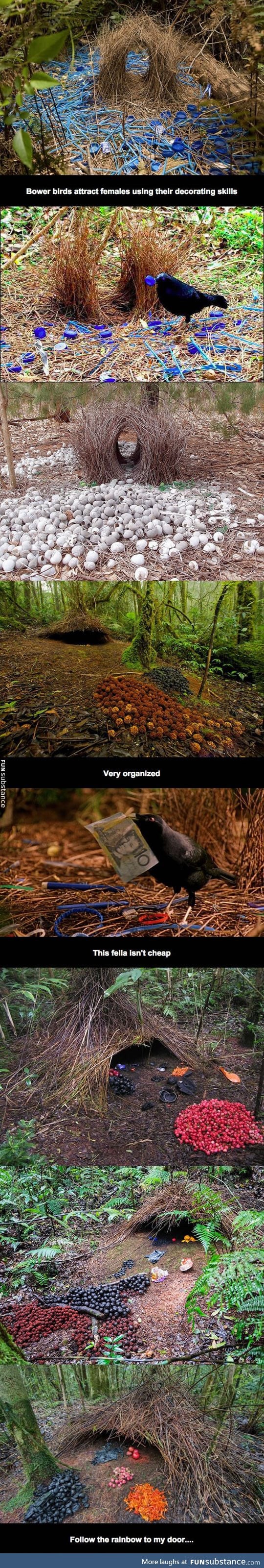 Bower birds are awesome