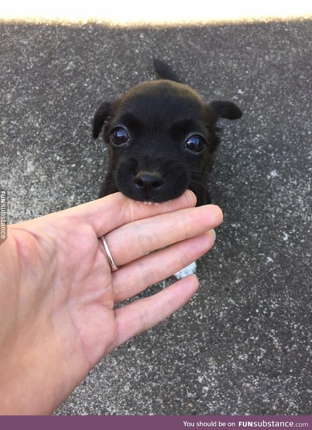 smol woof doin a nibble