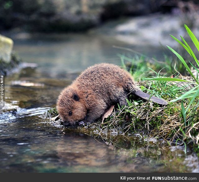 Baby beaver is thirsty