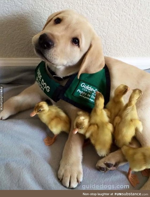 pupper with smol duckers