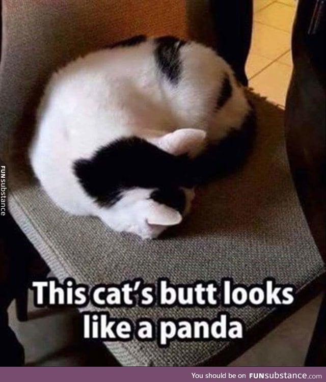 Cat Panda Booty