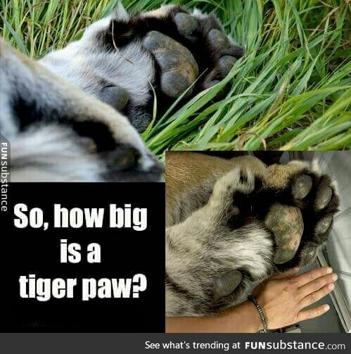 Tiger paw